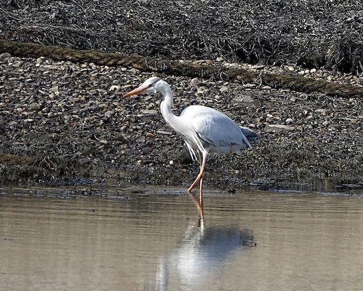 grey heron